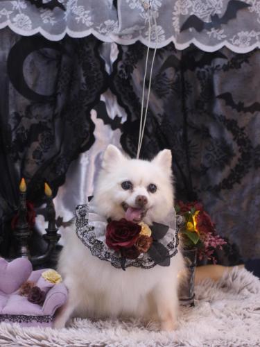 20231027キナコちゃん